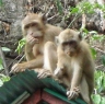 suratthani10.jpg
