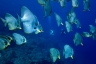 rajaampat13march26.jpg