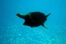 rajaampat13march28.jpg