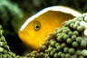 rajaampat13march33.jpg