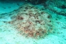 rajaampat13march42.jpg