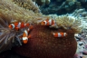 rajaampat13march43.jpg