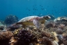rajaampat13march47.jpg