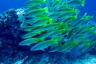 rajaampat13march49.jpg