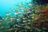 rajaampat13march50.jpg