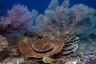 rajaampat13march53.jpg