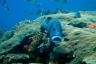 rajaampat13march54.jpg