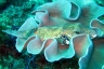 rajaampat13march55.jpg