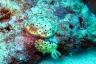 rajaampat13march56.jpg