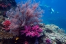 rajaampat13march57.jpg