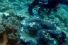 rajaampat13march58.jpg