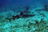 rajaampat13march59.jpg