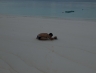 labsimilan08oct41.jpg