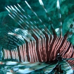 lab05phiphi14.jpg