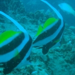lab05phiphi17.jpg