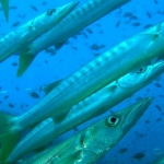 lab05phiphi18.jpg