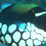 lab05phiphi34.jpg