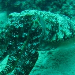 sipadan11sept008.jpg