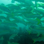 sipadan11sept006.jpg