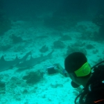 sipadan11sept012.jpg