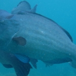 sipadan11sept011.jpg