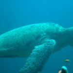 sipadan11sept013.jpg