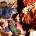 sipadan11sept016.jpg