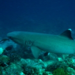 sipadan11sept028.jpg