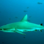 sipadan11sept031.jpg