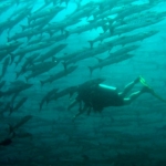 sipadan11sept032.jpg