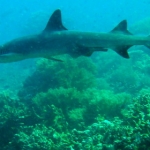 sipadan11sept075.jpg
