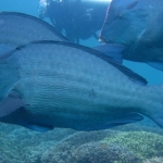 sipadan11sept046.jpg
