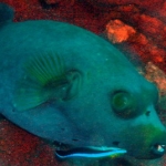 sipadan11sept043.jpg