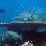 sipadan11sept047.jpg