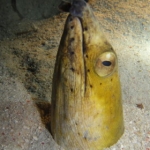 sipadan11sept048.jpg
