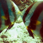 sipadan11sept082.jpg