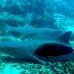 sipadan11sept061.jpg