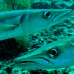 sipadan11sept073.jpg