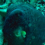 sipadan11sept074.jpg