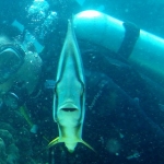 sipadan11sept090.jpg