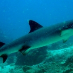 sipadan11sept078.jpg