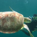 sipadan11sept096.jpg