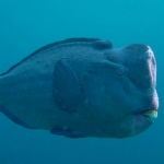 sipadan11sept091.jpg