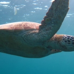 sipadan11sept092.jpg