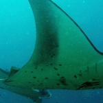 mantas23.jpg