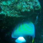 similans11feb15.jpg