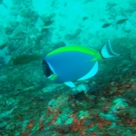 similans11feb26.jpg
