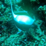 similans11feb21.jpg