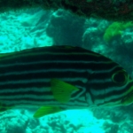 similans11feb24.jpg