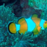 similans11feb25.jpg